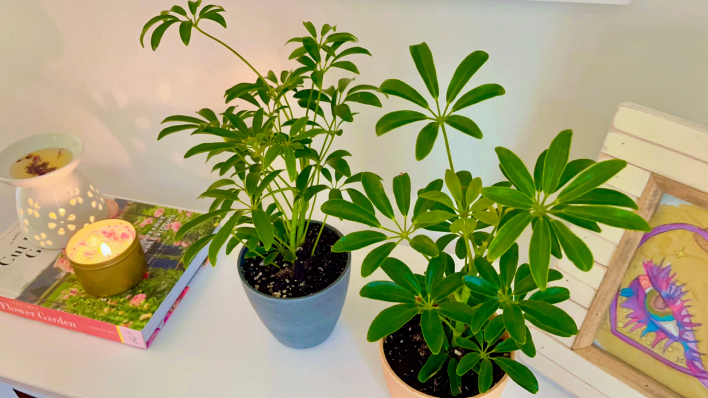 4" Umbrella Schefflera Plant