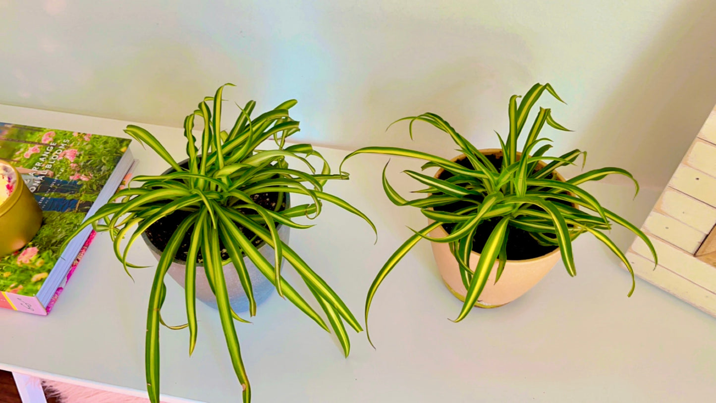 4" Bonnie Curly Spider Plant