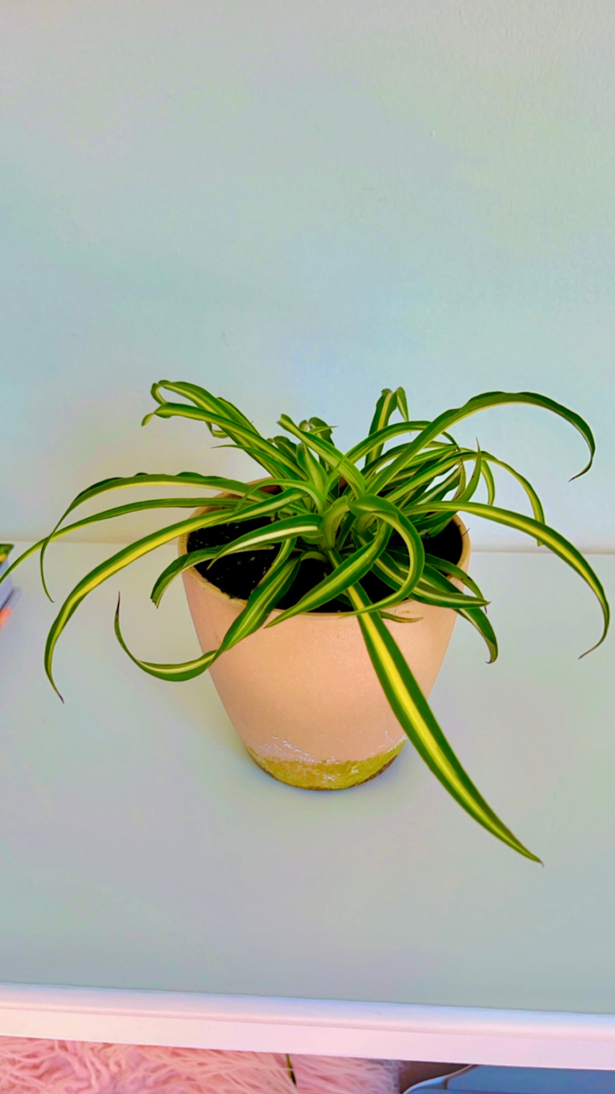 4" Bonnie Curly Spider Plant